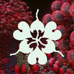 Bjork-Fossora Remixes