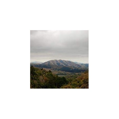 Dirty Projectors + Bjork-Mount Wittenberg Orca